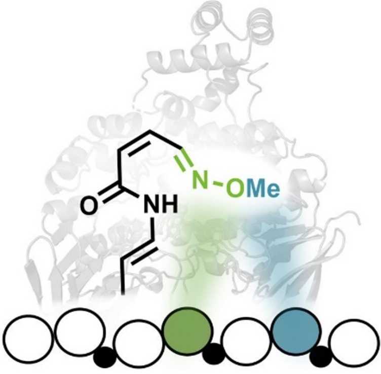 Graphical abstract of the publication Modular Oxime Formation by a trans-AT Polyketide Synthase in journal Angewandte Chemie