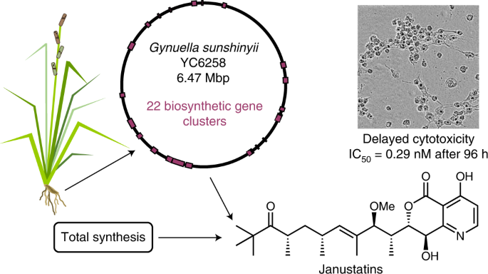 Graphical abstract of the publication Genome-​based discovery and total synthesis of janustatins, potent cytotoxins from a plant-​associated bacterium in journal Nature Chemistry