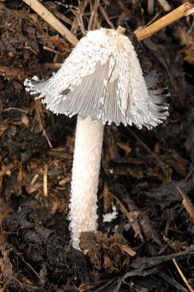 Coprinopsis