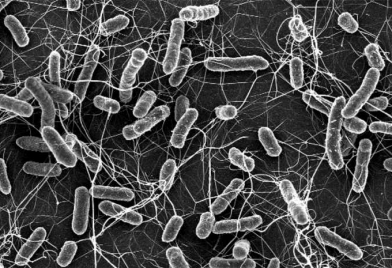Salmonella