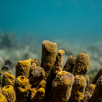 marine sponges