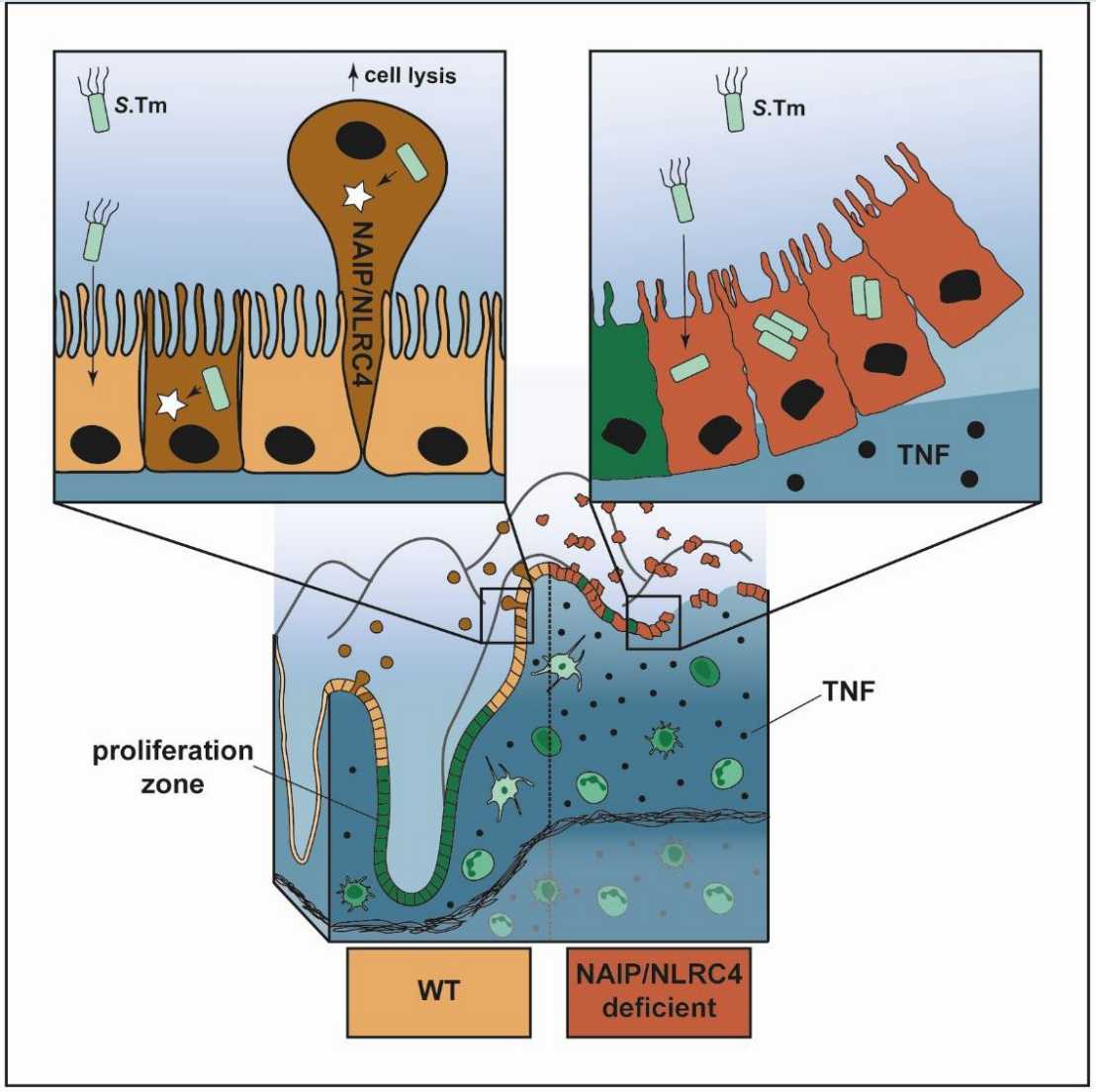 New Paper in Mucosal Immunology by the Hardt Lab – Institute of ...