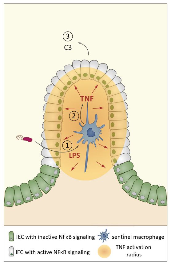 Enlarged view: figure