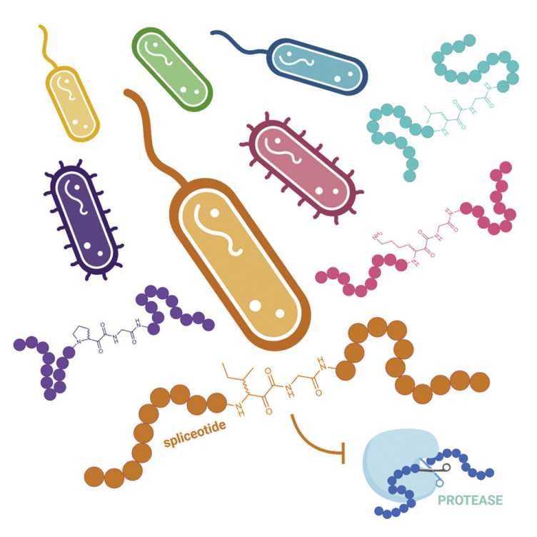 splicease diversity