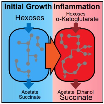 graphical abstract