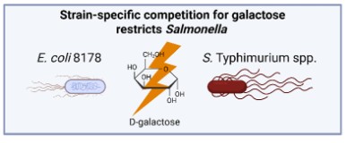 Competition for Galactose