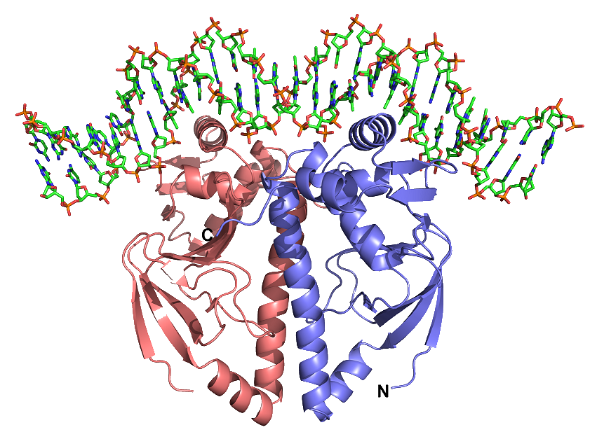 Enlarged view: DNA-FixK structure