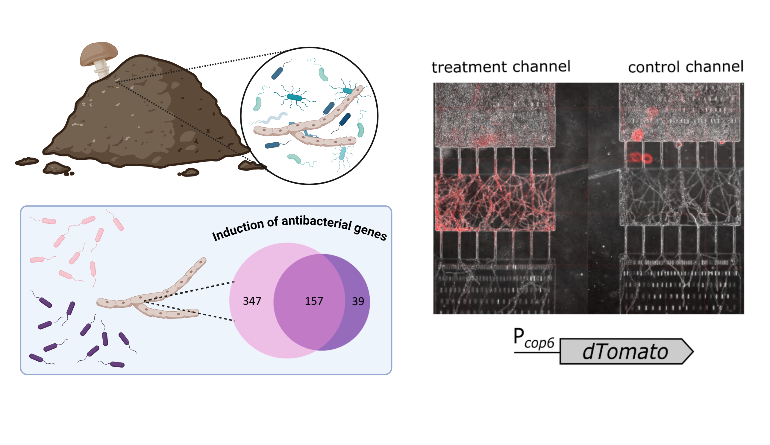 fungal-bacteria