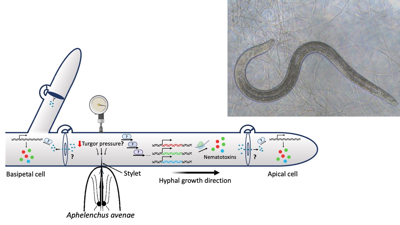 fungal-nematode-interactions