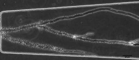 Polar attachment of Bacillus subtilis cells to Coprinopsis cinerea hyphae. The picture was taken using a microfluidics device. M. Stöckli and C. Stanley, unpublished