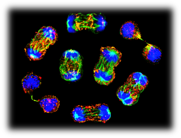 Enlarged view: Asymmetric CD8 T cell division and fate control 