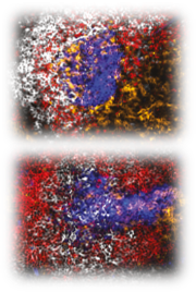 Spleen germinal centers in absence or presence of follicular T helper cells