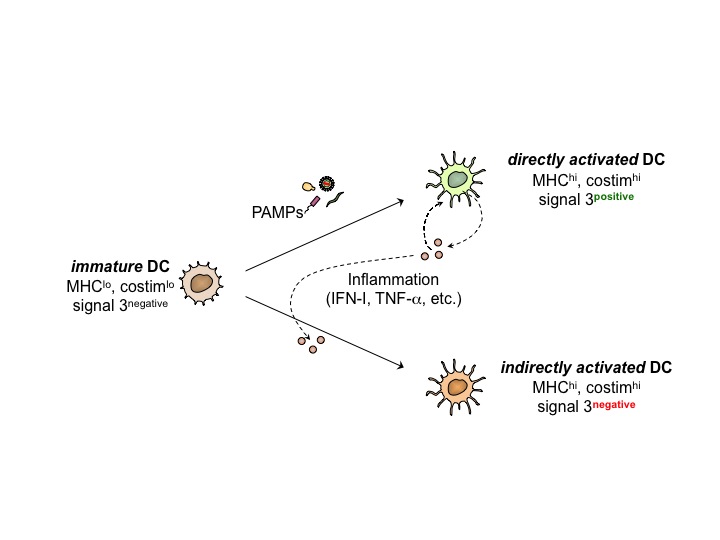 Enlarged view: Direct versus indirect activation of dendritic cells