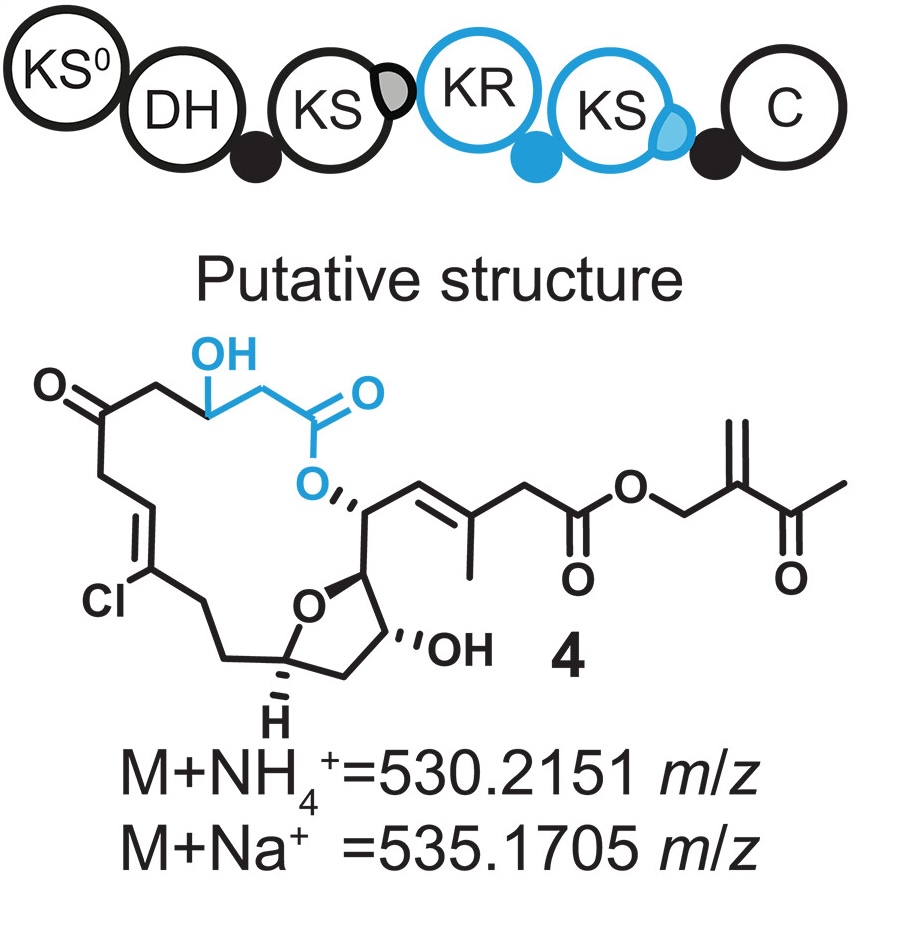 Insertion of KS domains yields various functional chimeric PKSs
