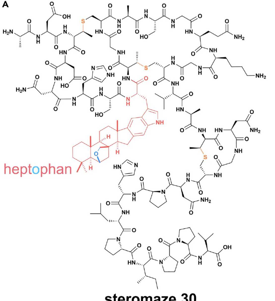 Structure of steromaze (30), the complex peptide product of the nct cluster