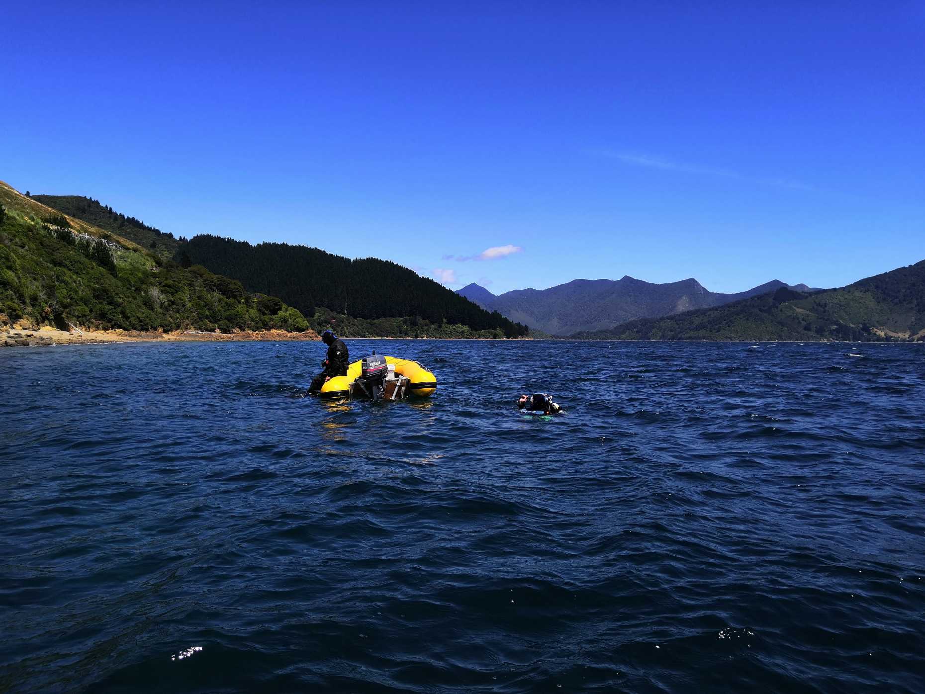 Michi's diving trip to New Zealand in 2019 to collect new samples.