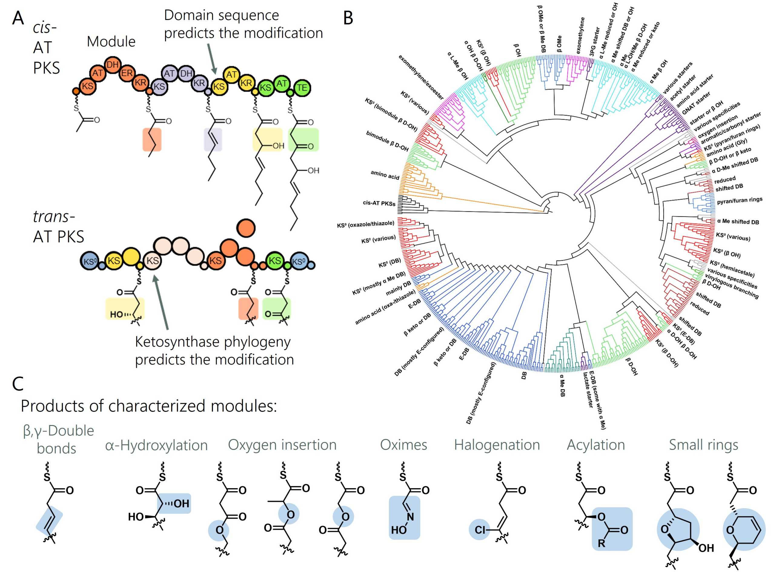 Trans-AT PKS research in the Piel group