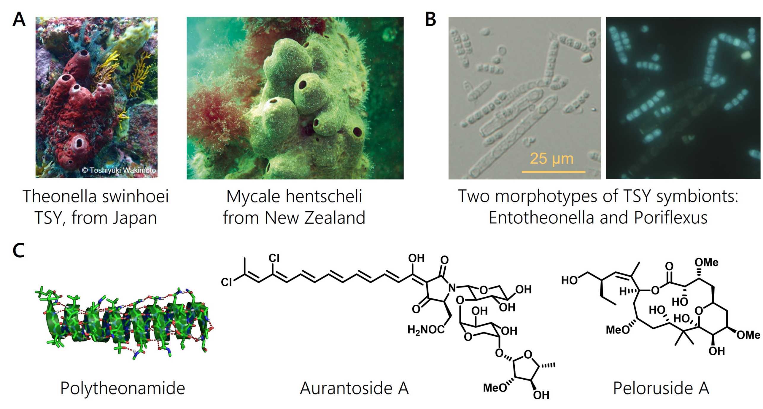 Enlarged view: Overview on the Piel lab's sponge research