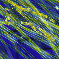 Cyanobacteria