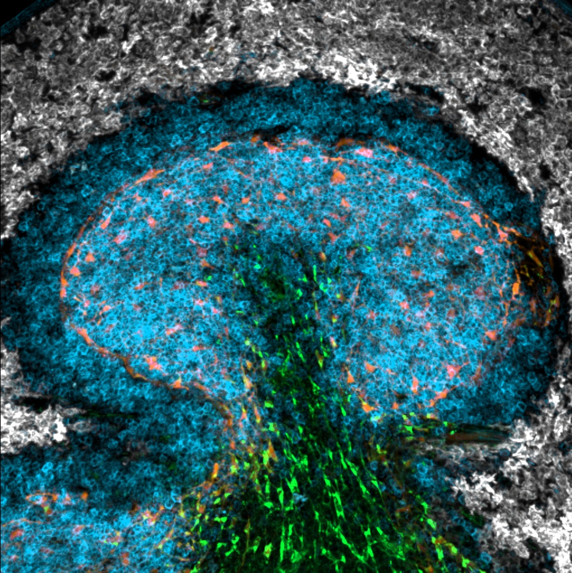 Enlarged view: Orchestration of antiviral B cell responses