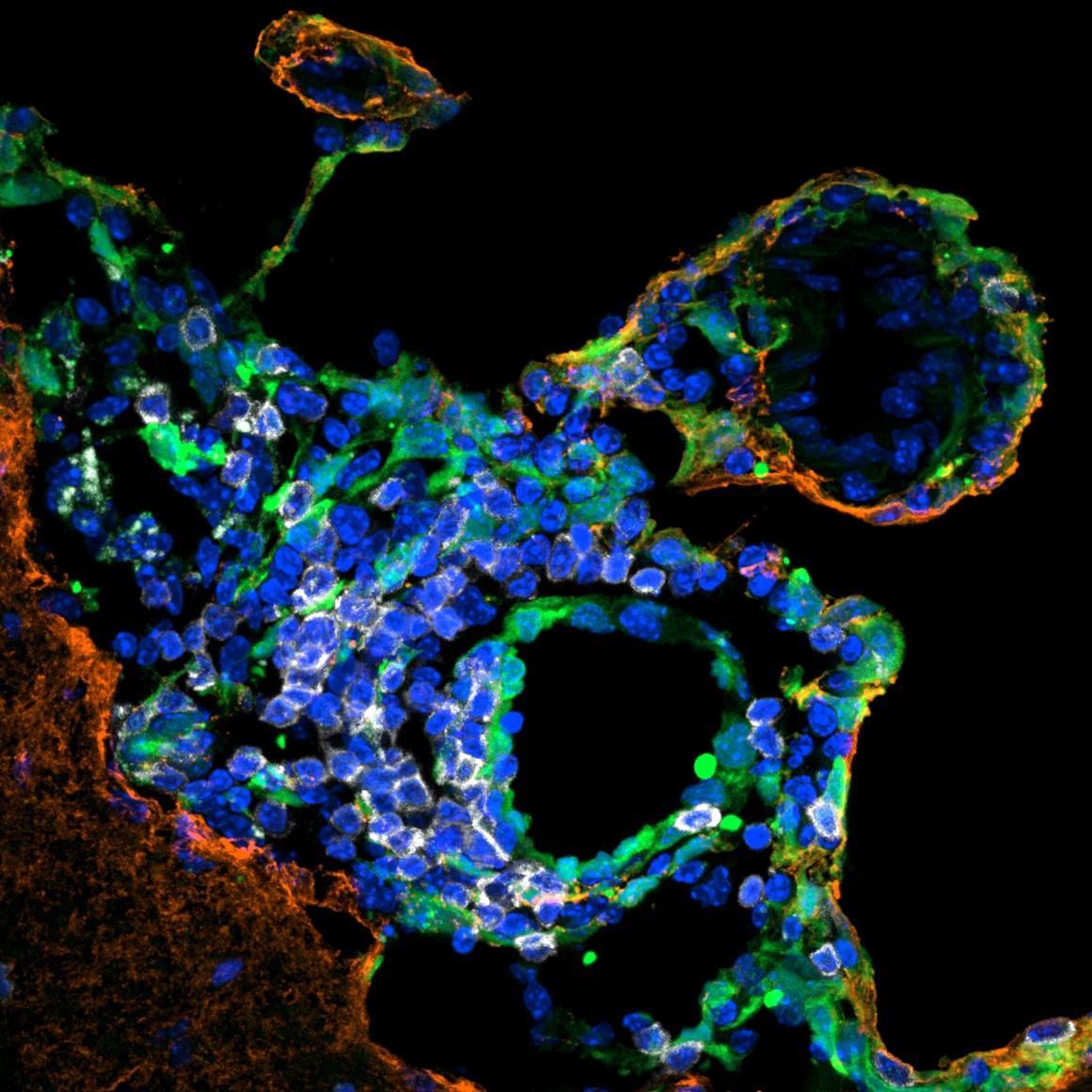 Enlarged view: Lymphocyte-stromal interactions
